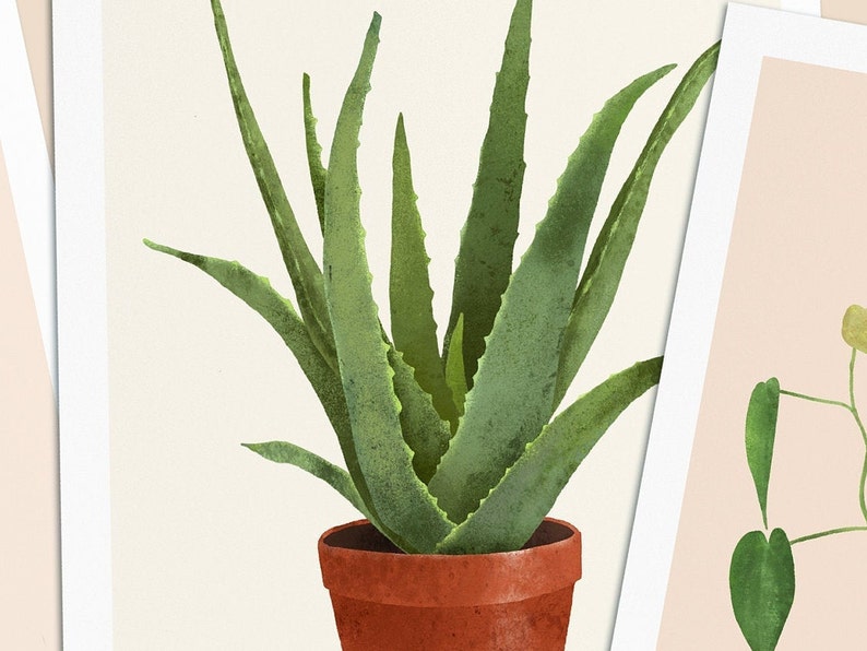 Postkarten mit Pflanzen, 3er Set, Sanseviera, Aloe Vera, Herzblatt Philodendron Bild 3