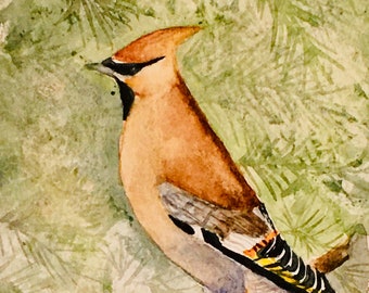 Set of 5  watercolor cedar waxwing greeting cards