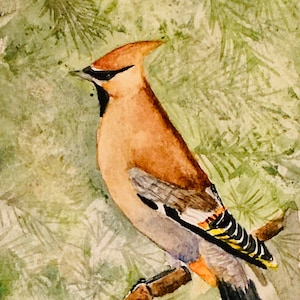 Set of 5  watercolor cedar waxwing greeting cards