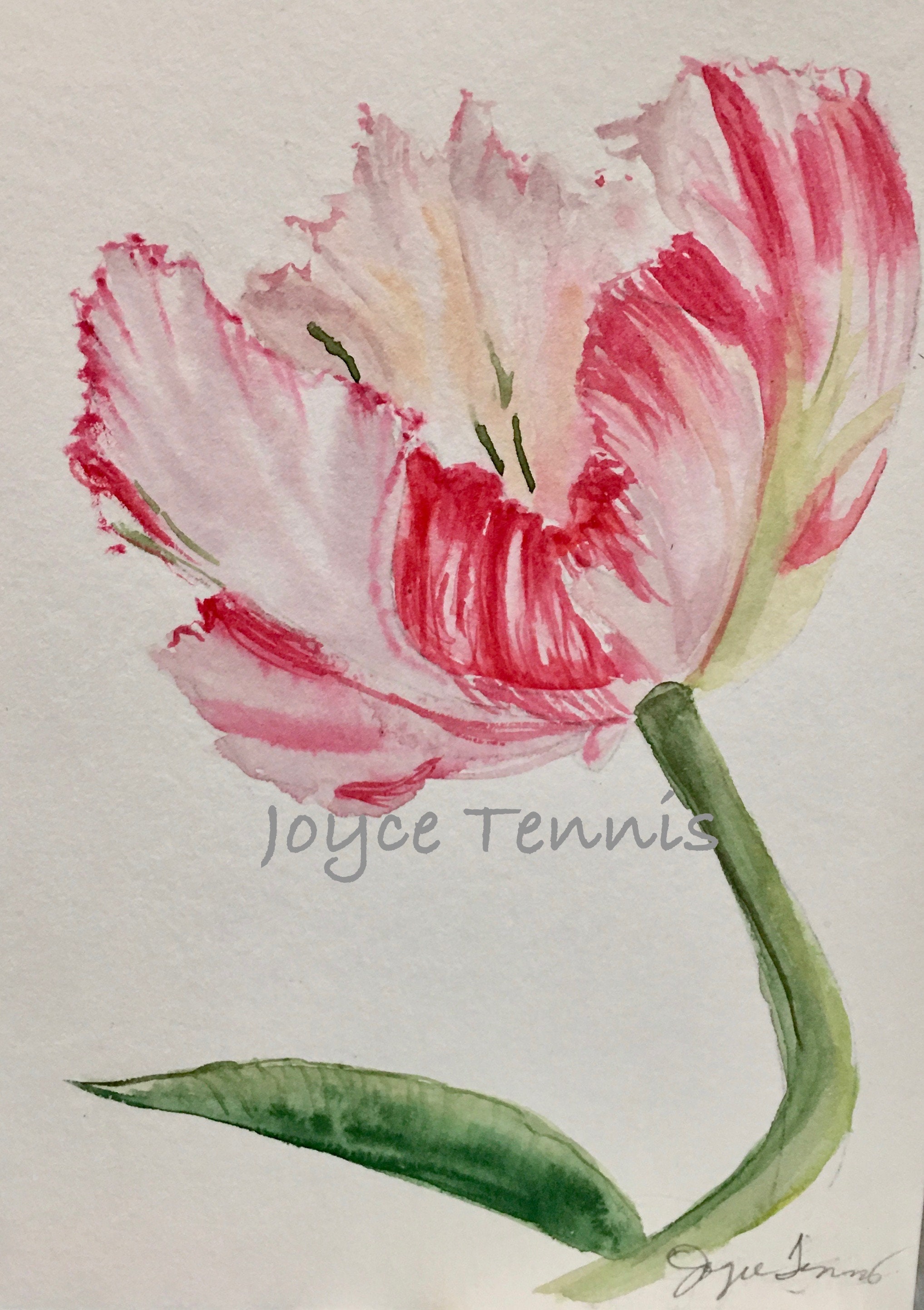 Set of 5 Watercolor Pink Tulip Floral Cards Greeting Card - Etsy