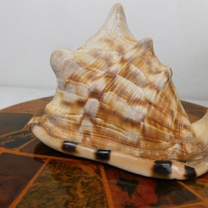 MCM Retro LG 7" Triton Trumpet Conch Seashell Home Decoration 1970s Hawaii VTG