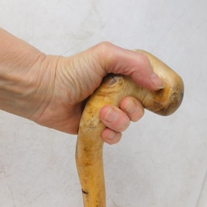 May include: A light-colored wooden walking cane with a curved handle. The cane is held in a hand, showing the natural wood grain and a smooth, polished finish. The cane appears to be sturdy and well-crafted.