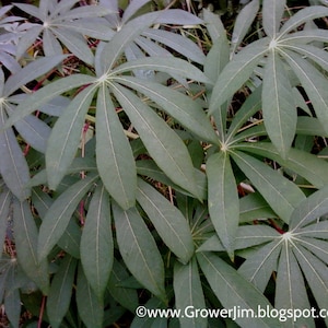 Cassava/Yuca 5+ cuttings (Manihot esculenta)