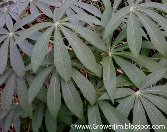 Cassava/Yuca 5+ cuttings (Manihot esculenta)