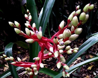 Aechmea David Barry bromeliad offset