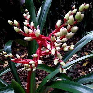 Aechmea David Barry bromeliad offset