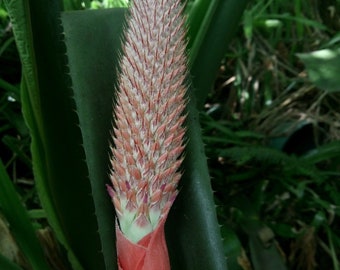 Aechmea alopecurus bromeliad offset