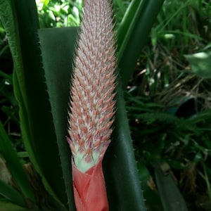 Aechmea alopecurus bromeliad offset