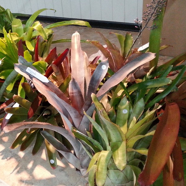 Bromeliad grab bag! 4 different offsets ready to plant!