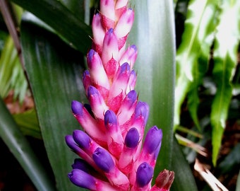 Aechmea Patriot bromeliad offset