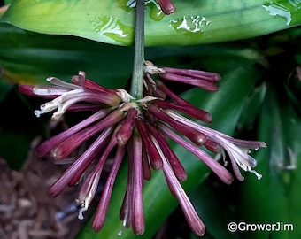 Dracaena camerooniana rooted cutting  VERY RARE!