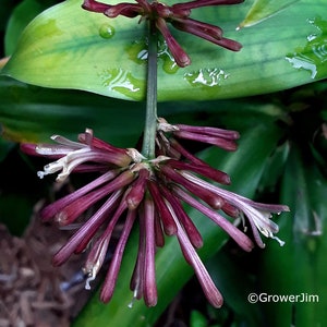 Dracaena camerooniana cutting VERY RARE image 1