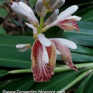 Alpinia calcarata (snap ginger) rhizome
