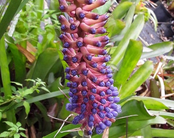 Aechmea "Giant Cylindrata" bromeliad offset