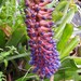 see more listings in the Bromeliads section