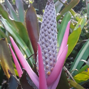 Aechmea bromeliifolia bromeliad offset