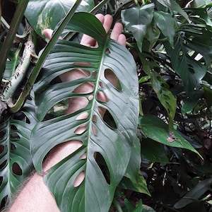 Monstera adansonii (large-leaf form) cuttings