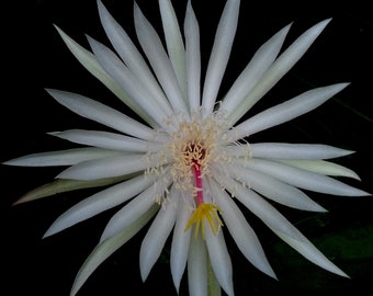 Epiphyllum hookeri (orchid cactus) 5-20 cuttings