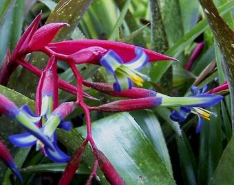 Billbergia Hoelscheriana bromeliad offset