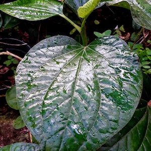 Wild betel, La lot (3 plants!) Piper sarmentosum