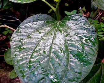 Wild betel, La lot (3 plants!) Piper sarmentosum