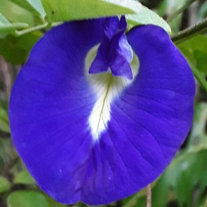 Blue butterfly pea (Clitoria ternatea) 20 seeds