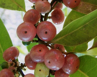 Glycosmis pentaphylla (Ginberry, Orangeberry) 15 fresh seeds harvested when you buy