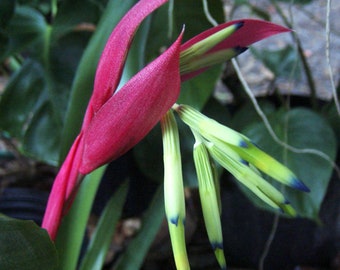 Billbergia manarae bromeliad offset