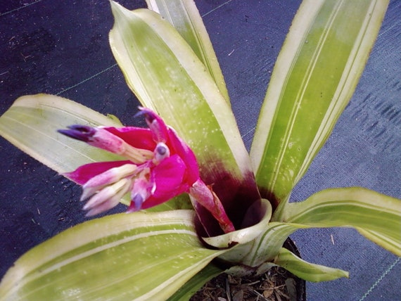 Billbergia Fosteriana Billbergia fosteriana - Bird Rock Tropicals