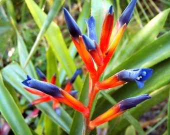 Quesnelia liboniana bromeliad offset