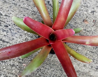 Neo Arabian Knights cv. Scherezade bromeliad offset