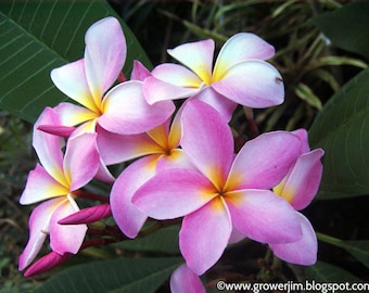 Plumeria cutting, pink & yellow