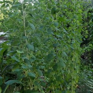 Graines De Papalo Porophyllum - Lot De 70 Graines à Cultiver Facilement, Plantes Aromatiques Pour Extérieur, Qualité Premium