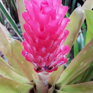 Quesnelia arvensis rubra bromeliad offset