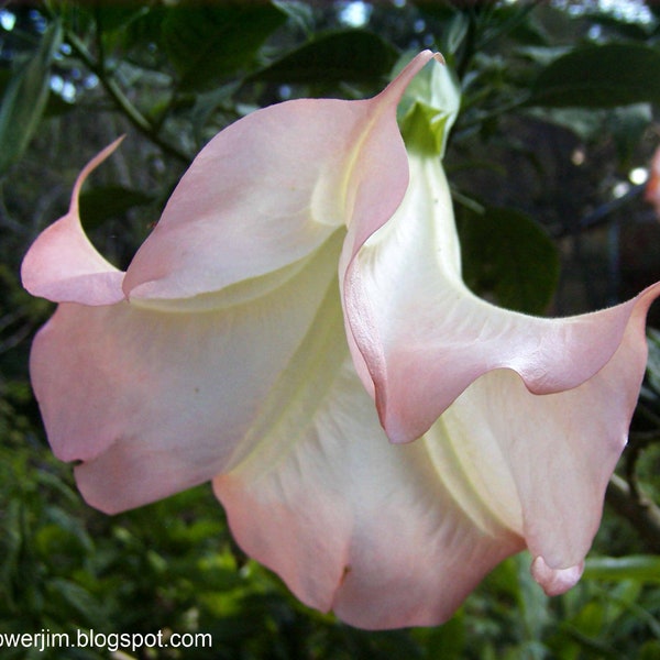 Brugmansia, Angel Trumpet (5-10 cuttings) Fragrant at night! Opens white at night and becomes more colorful at dawn.
