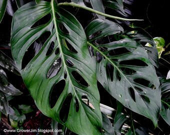 Monstera adansonii (Swiss Cheese) cutting