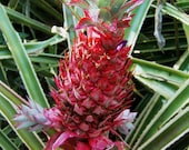 Red ornamental pineapple (Ananas bracteatus) sucker