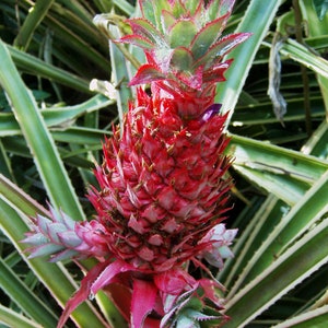 Red ornamental pineapple, Ananas &#39;Bracteatus&#39; crown, slip or sucker