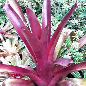 Aechmea blanchetiana 'Pinot Noir' bromeliad offset