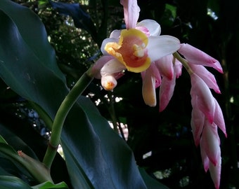 Alpinia hainanensis ginger rhizome