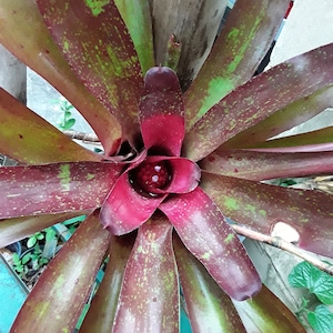 Neoregelia fluminensis x macwilliamsii bromeliad offset