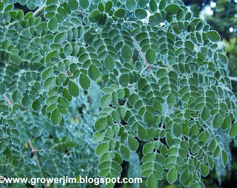 Moringa oleifera, 20-100 seeds