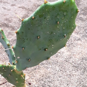 Opuntia stricta prickly pear pad for planting