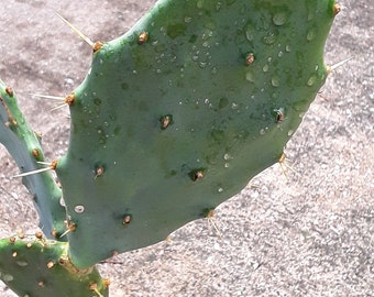 Opuntia stricta prickly pear pad for planting