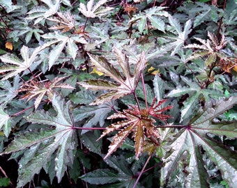 Bronze Ruby Hibiscus (edible) 25 seeds