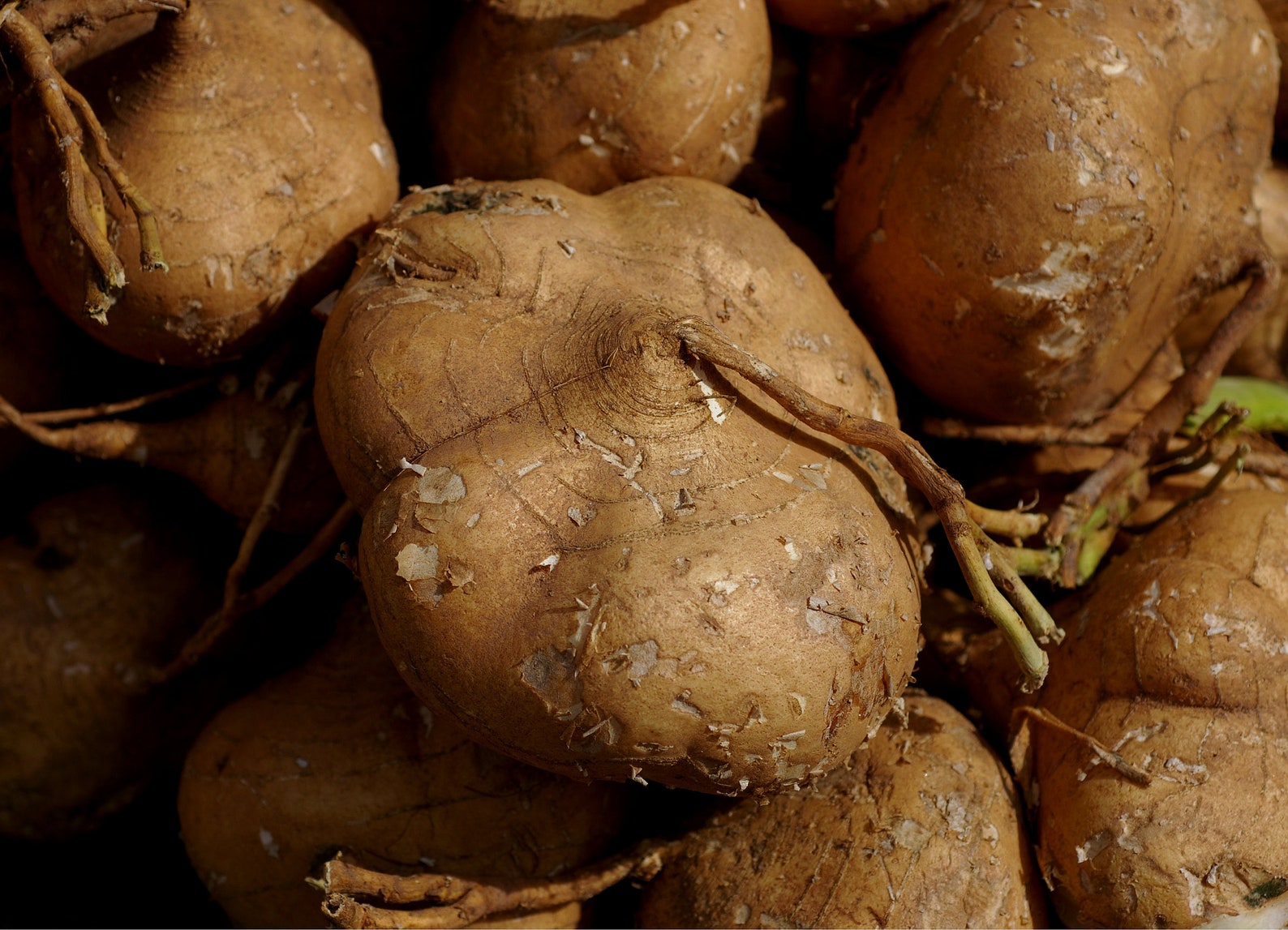 Jicama pachyrhizus Tuberosus 20 Seeds Etsy
