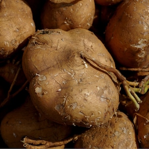 Jicama (Pachyrhizus tuberosus) 20 seeds