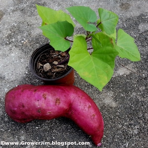 Purple Molokai Sweet Potato - 5 tip cuttings/slips