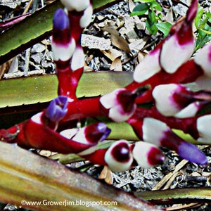 Aechmea Burgundy bromeliad offset