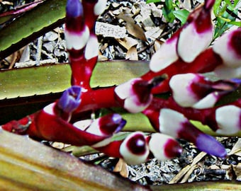 Aechmea Burgundy bromeliad offset